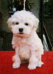 Disneylands Luxus White Lion King